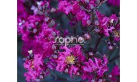 Black Diamond® Mystic Magenta