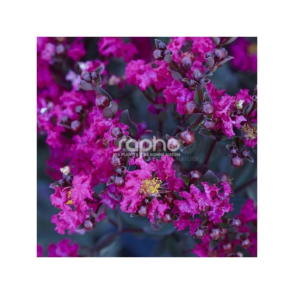 Black Diamond® Mystic Magenta