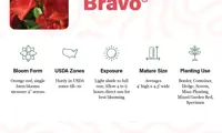 Autumn Bravo