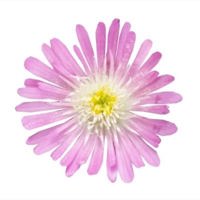 Jewel of Desert Rosequartz