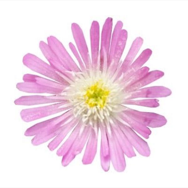 Jewel of Desert Rosequartz