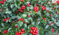 Jingle Berry