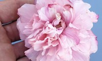 French Cabaret® Pink