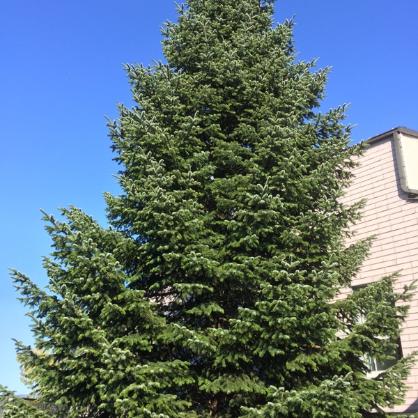 Abies nordmanniana (Ялиця Нордмана)