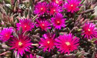 Desert Dancers Purple
