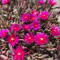 Desert Dancers Purple