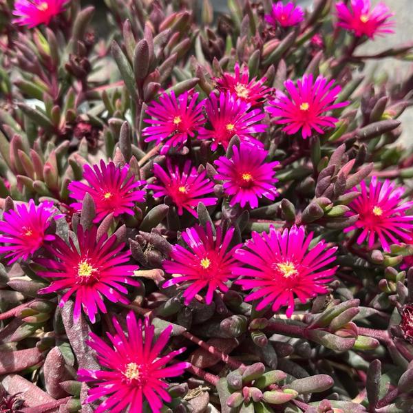 Desert Dancers Purple