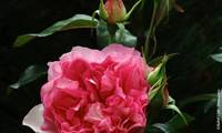 Borneo Odore Clbg