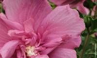 Beautifull Magenta