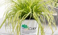EverColor 'Eversheen'