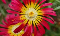 Sun Diamonds Red
