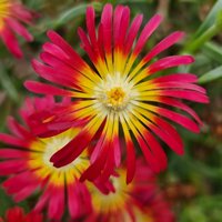 Sun Diamonds Red