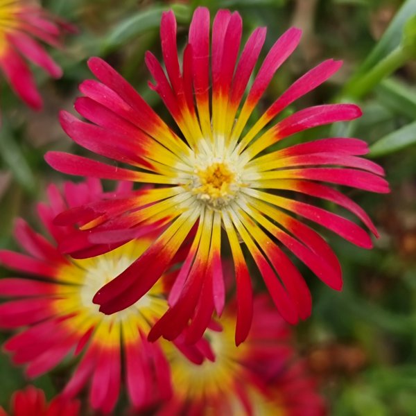 Sun Diamonds Red