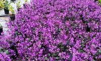 Magic Mona Purple
