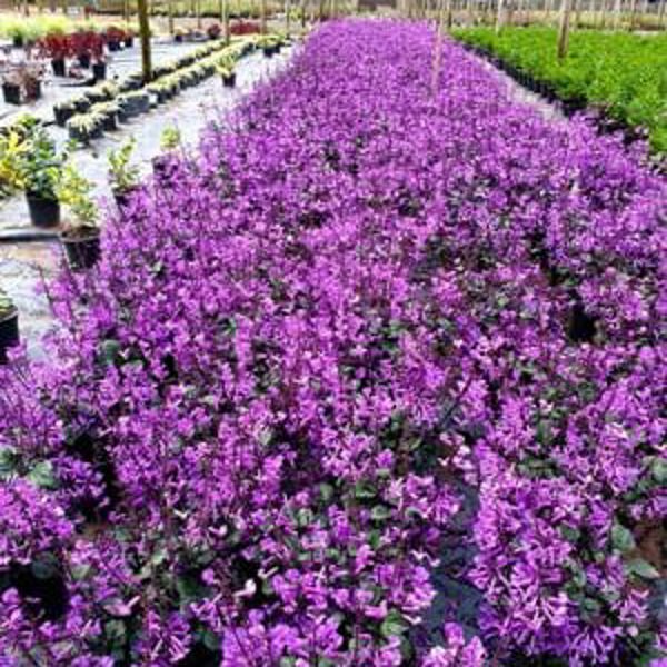 Plectranthus × (Плектрантус гібридний)