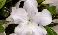 Autumn Ivory