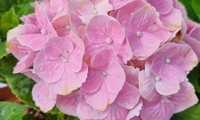 Pink Ever Belles®