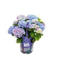 Music Collection® Blue Boogiewoogie