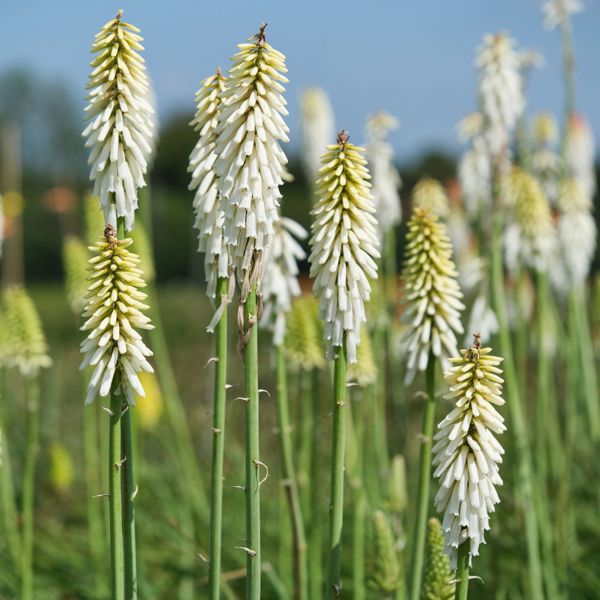 Kniphofia × (Кніфофія гібридна)