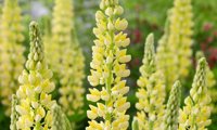 Lupinova Lenora