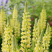 Lupinova Lenora