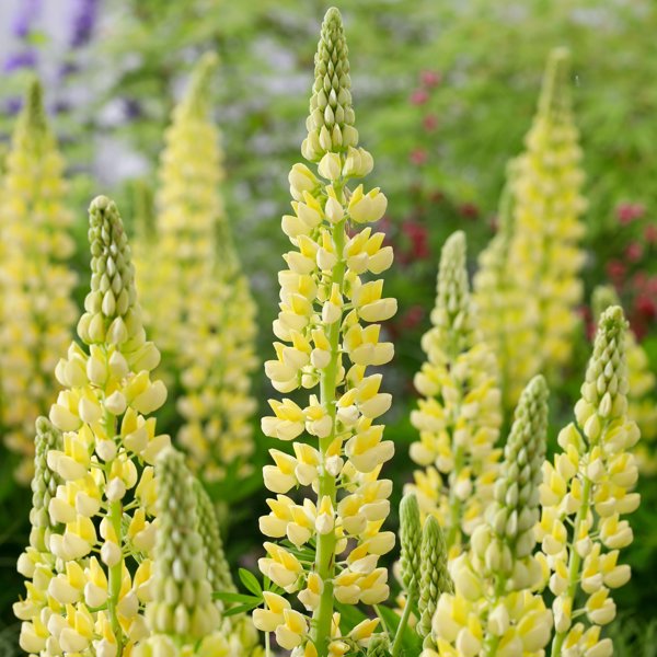 Lupinova Lenora