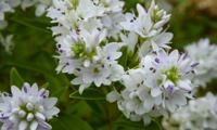 Garden Beauty White
