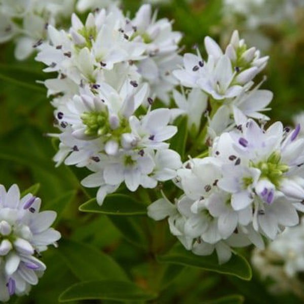 Garden Beauty White