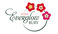 Everglow Ruby