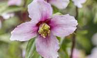 Petite Perfume Pink