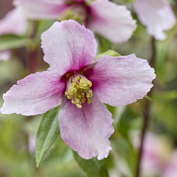 Petite Perfume Pink