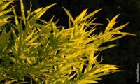 Golden Sunshine