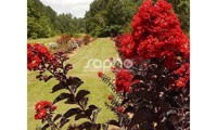 Black Diamond® Best Red