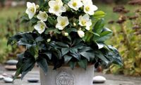 HGC® Ice N' Roses® White