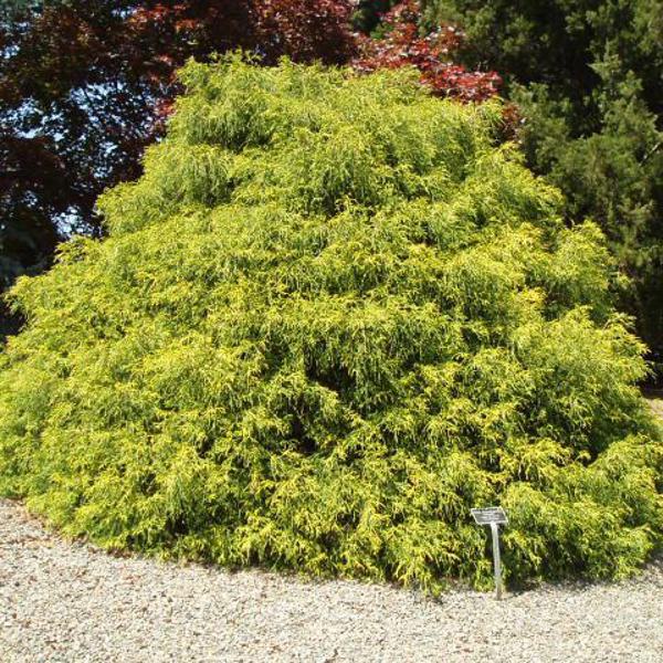 Chamaecyparis pisifera (Кипарисовик горохоплідний)