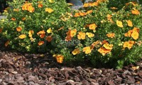 Bella Sol