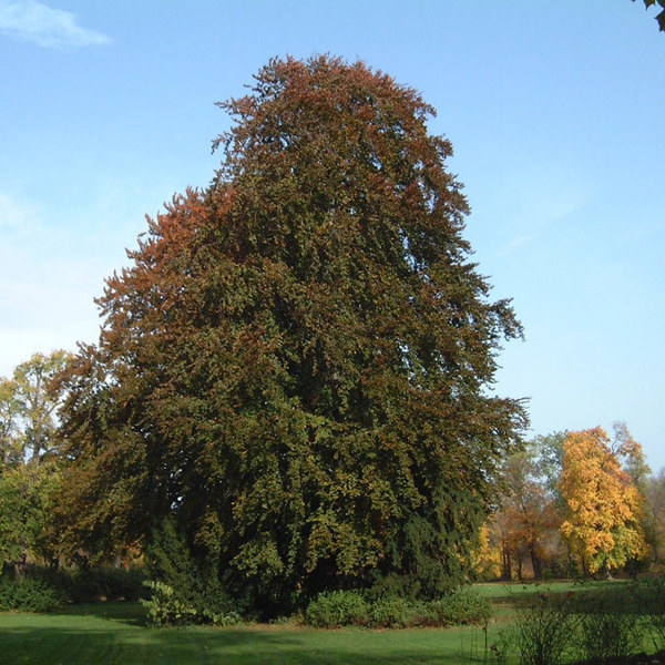 Fagus sylvatica (Бук лісовий)