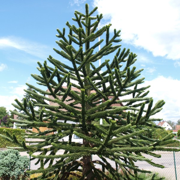 Araucaria araucana (Араукарія чилійська)