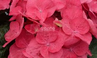 Dolce® Fragola