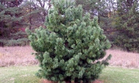 Oculus Draconis (Pinus koraiensis)