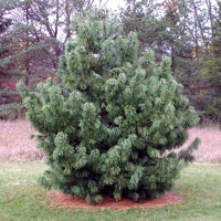Oculus Draconis (Pinus koraiensis)