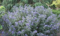 Grand Bleu®