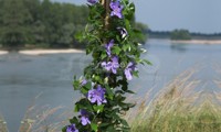 Success® Bleu de Loire
