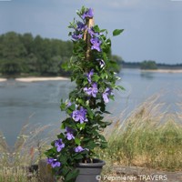 Success® Bleu de Loire