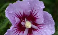 B’twist Lavender