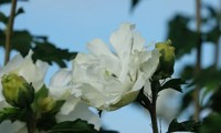 French Cabaret® White