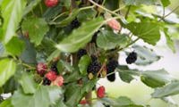 BonBonBerry Mojo Berry