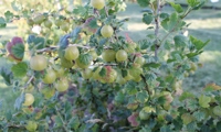 Hinnonmäki Grün