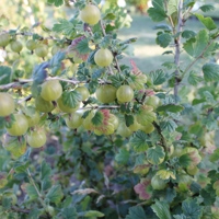 Hinnonmäki Grün