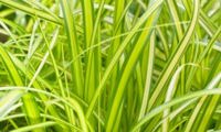 EverColor 'Eversheen'